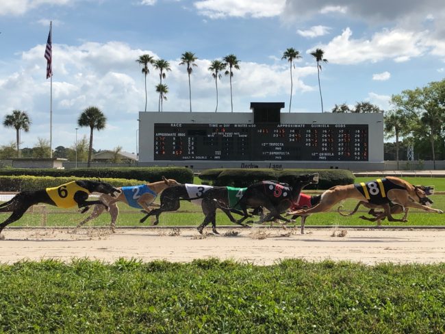 Derby Lane Greyhound Racing