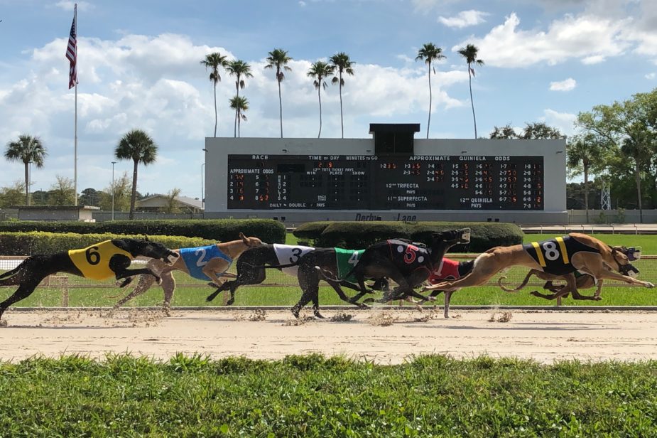 Derby Lane Greyhound Racing