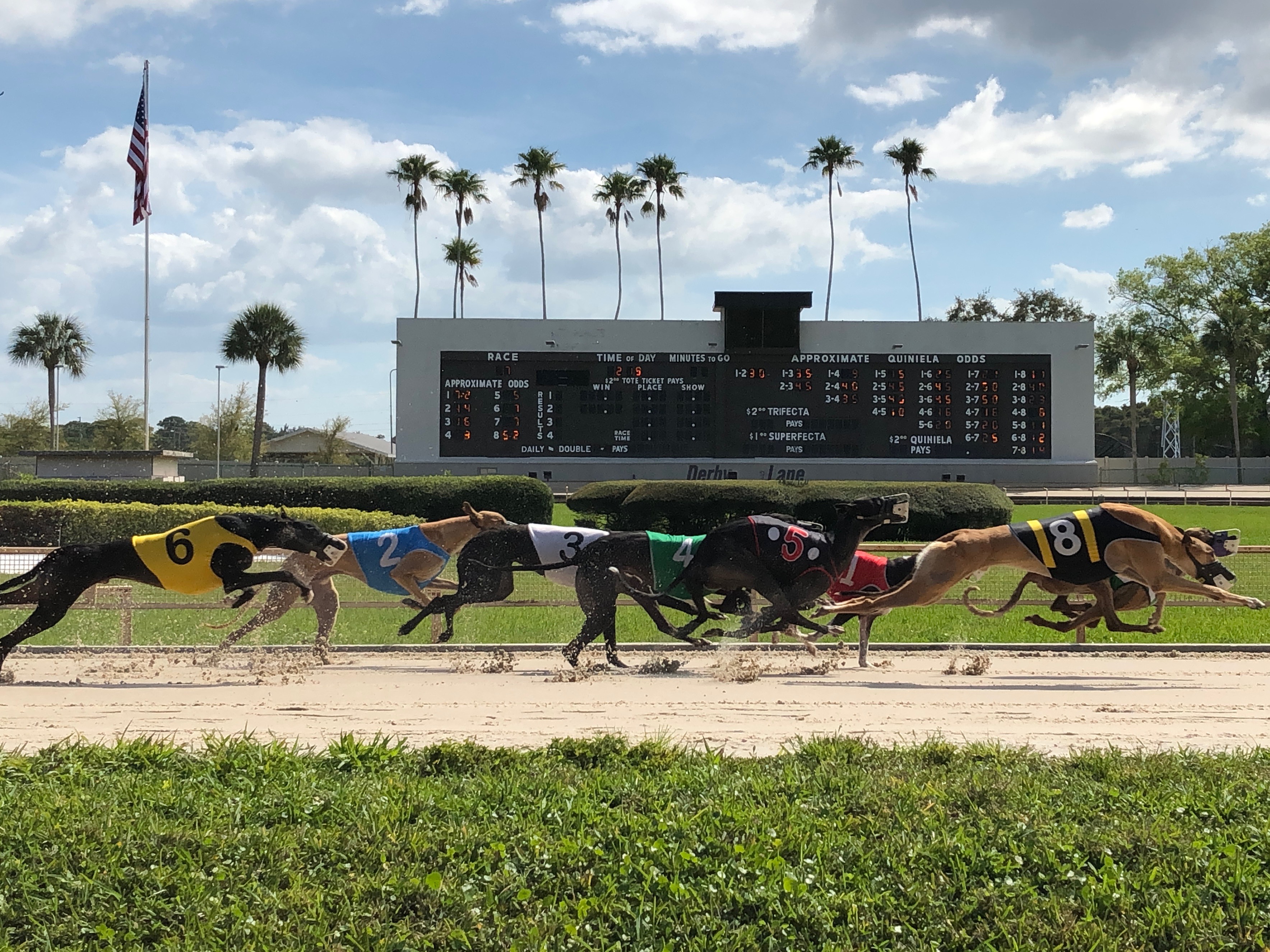 Derby Lane Greyhound Racing