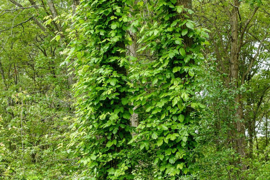 Poison Ivy: The Worst Plant in the World
