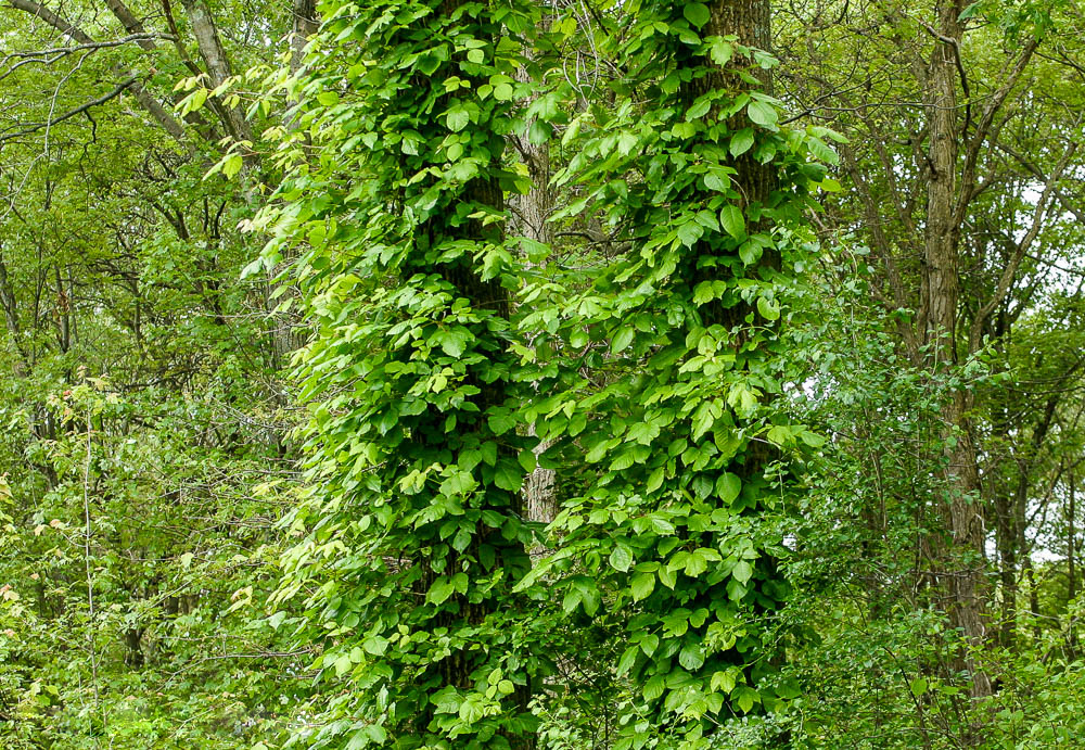 Poison Ivy: The Worst Plant in the World